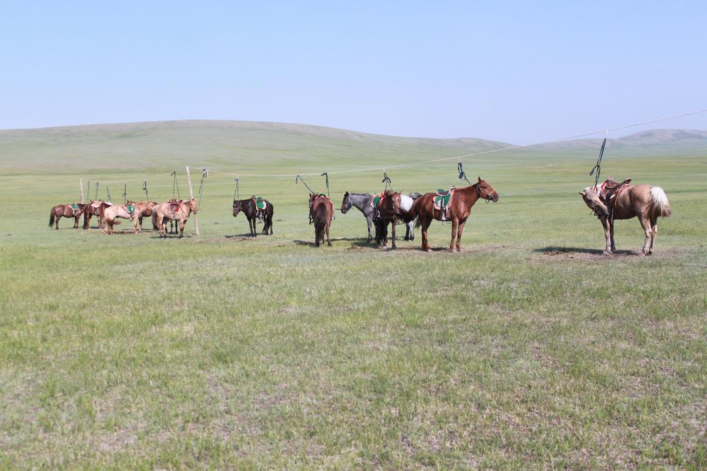 منزل الضيف Nalayh  في Nomad Horse Camp المظهر الخارجي الصورة